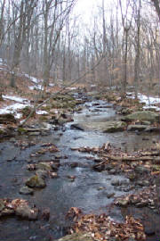 great-swamp.jpg